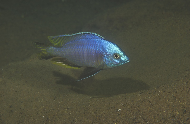 Copadichromis atripinnis